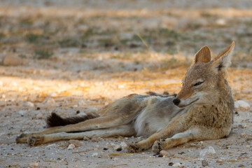 Jackal in the Kalahari desert.