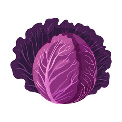 red cabbage isolated vector illustration