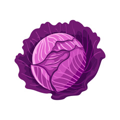 red cabbage isolated vector illustration