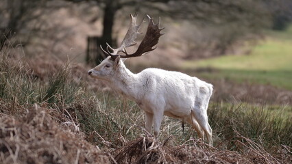 Naklejka na ściany i meble White deer in forest 