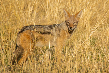 Jackal in the Kalahari desert.