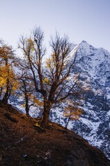 Vertical shot of autumn trees on highlands and the snowy mountains in the background