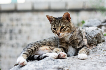 Naklejka na ściany i meble A domestic cat in the street