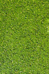 Pistia stratiotes - swims among aquatic plants rootless duckweed (Wolffia arrhiza) and duckweed (Lemna turionifera)