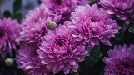 Beautiful purple chrysanthemum flowers in the garden. Mother's day concept with a space for a text. Valentine day concept with a copy space.