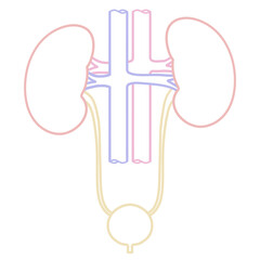 腎臓と膀胱のシンプルなイラスト