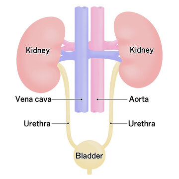 腎臓と膀胱のシンプルなイラスト