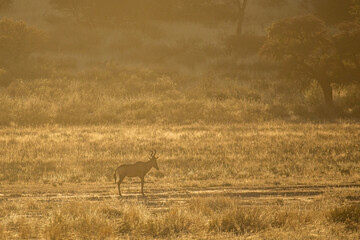 Antilope in the dusty desert.
