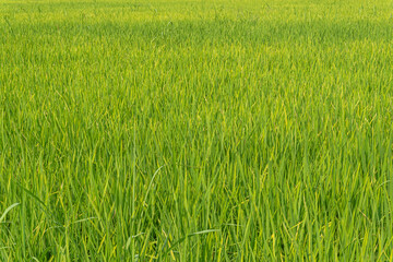 A close up of green yellow rice field, Nature background.