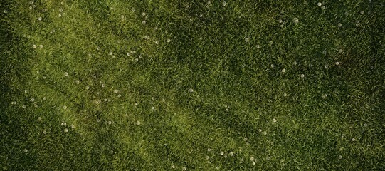 Grass surface. Grass background. 3D rendering.