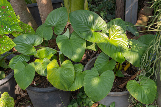 A group of homalomena rubescens have big size with fresh evergreen color leaves and growth on the pot under tree in the garden,This plant suit for decorate in summer, A heart shapped leaves.