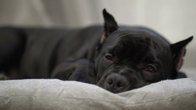 American bully dog lies at home on the floor close up