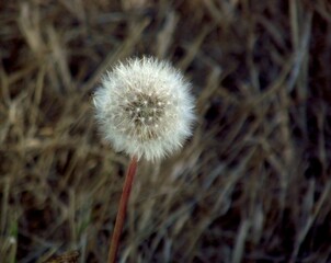Closeup of a dandelion in a field