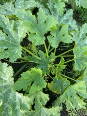 photos of tops vegetables zucchini close-up top view. High quality photo
