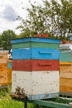 Bee hive, a building for keeping and breeding honey bees in an apiary