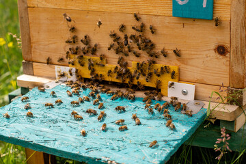 Honey bees in a hive preparing to fly away to collect nectar and pollen