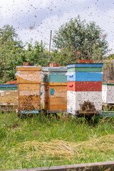 Many honey bees flying in an apiary around their hives