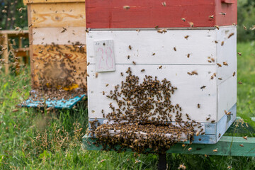 A cluster of honey bees at the entrance to a hive