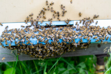 A cluster of worker bees collecting flower nectar and pollen, many bees on a bee hive in an apiary