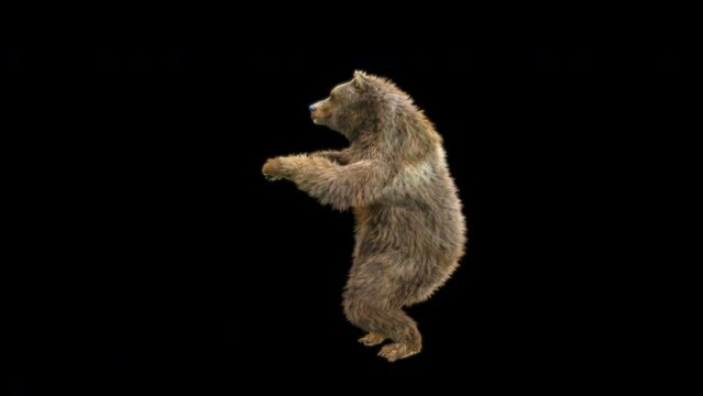 Bear Dancing CG fur 3d rendering animal realistic composition 3d mapping cartoon, Animation Loop, Included in the end of the clip with Luma matte.
