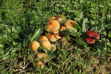 mushrooms in a field