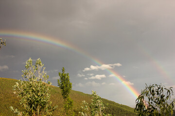 a rainbow among the trees