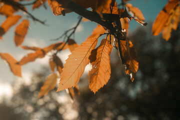 Autumn leaves on a tree, fall woodland setting, orange nature photos