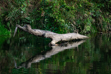 konar powalonego drzewa w rzece 