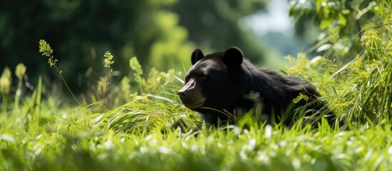 In the lush green background of a tropical Asian park a black mammal grazes peacefully on the grass enjoying its meal amidst the captivating wildlife of the farm