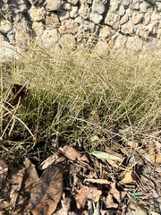 Lush green short grass against the background of a stone textured wall and fallen dry leaves in the foreground, close-up, side view. Sunny autumn day.
