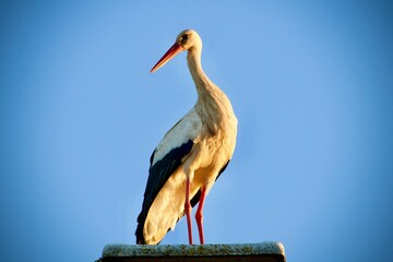 Closeup shot of the stork against a blue sky