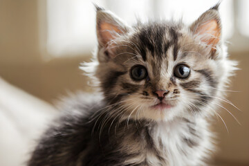 cute fluffy kitten face