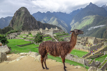 lhama na cidade de Cusco, Peru