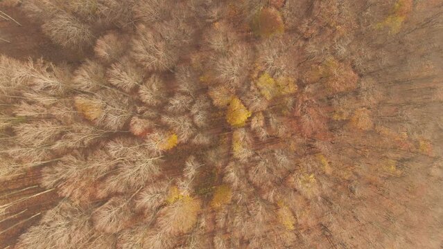 Aerial drone footage of a dead forest in Slovakia