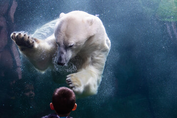 Polar bear was absolutely transfixed by the little boy - making friends for life