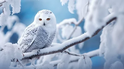Tuinposter snowy owl in snow © Amer