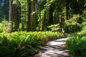 Hiking  trail through a lush forest of ferns and redwood trees in Redwood National Park California in summer.