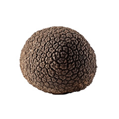 Black truffle isolated on white. 