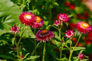 Tsmin, helichrysum , immortelle, goldenflower, immortelle or zheltyanka ( lat. Helichrysum )