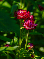 Tsmin, helichrysum , immortelle, goldenflower, immortelle or zheltyanka ( lat. Helichrysum )
