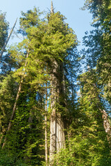 Giant redwood tree and green leaf canopy in Redwood National Park California, USA.