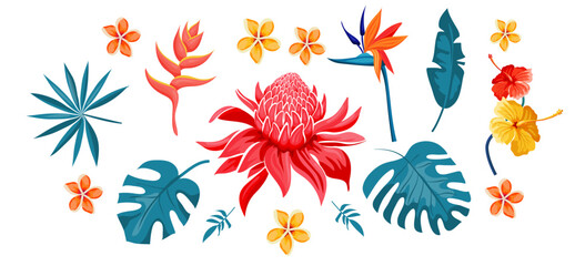 Set of tropical blooming  flowers and leaves, exotic collection. Hibiscus, plumeria, bird of paradise, etlingera, heliconia bihai, red palulu. Vector illustration.