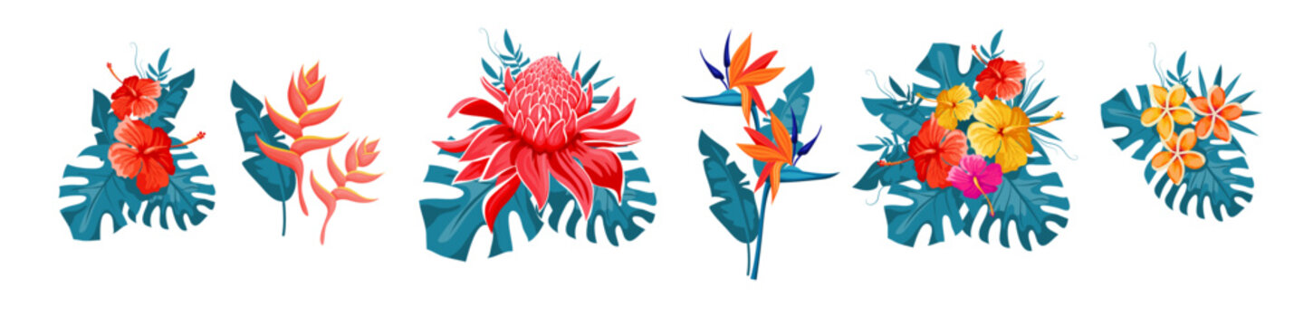 Fototapeta Set of tropical flowers, exotic collection with monstera leaves. Hibiscus, plumeria, bird of paradise, etlingera, heliconia bihai, red palulu. Vector illustration.