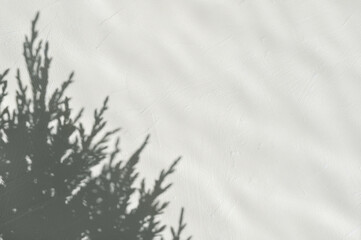 Aesthetic minimalist winter background for elegant business branding template. Conifer needle tree...