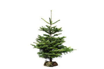 Christmas tree on white background without decoration. Small fir tree on a log