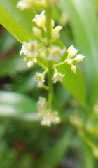 close up of a flower