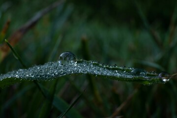 Selective focus closeup of the morning dew, water droplets on a green plant leaf