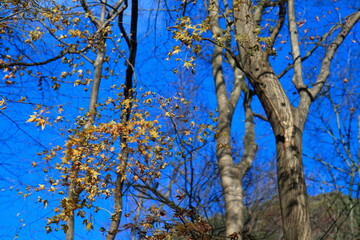 Fototapeta premium tree branches against sky