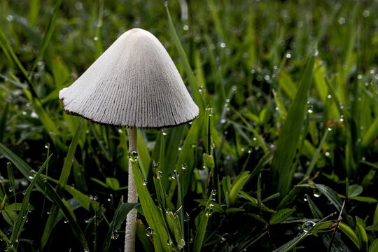 Closeup of a coprophilous fungus with white cap surrounded by grass covered in water droplets, dew
