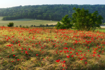Poppies fields in the French Vexin Regional Nature Park